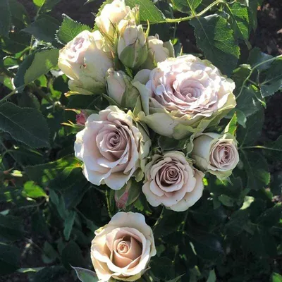 Удивительное фото розы гипноз