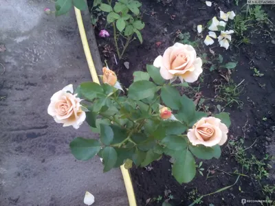 Удивительное фото розы гипноз с использованием макросъемки в формате jpg