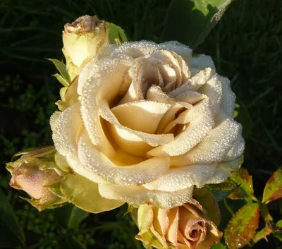 Фотография розы гипноз в формате webp с использованием фильтров