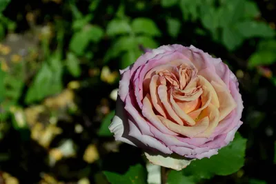 Красивая картинка розы гипноз в формате jpg с эффектом омбре