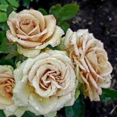 Чудесное изображение розы гипноз в формате png