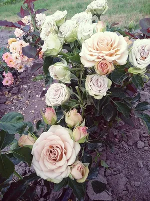 Фото розы гипноз в формате webp для скачивания