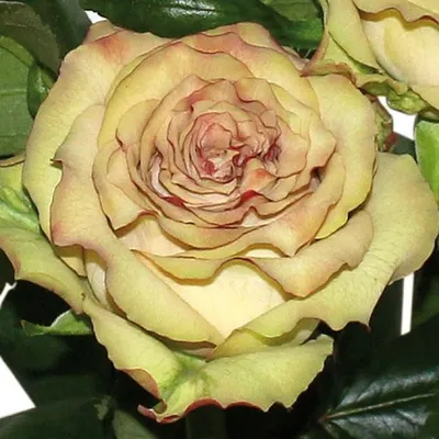 Красивая гипнотическая роза