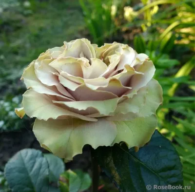 Уникальная картинка розы гипноз в формате jpg