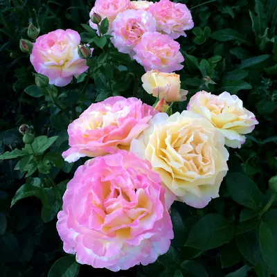 Удивительная красота розы глория дей - фото для скачивания