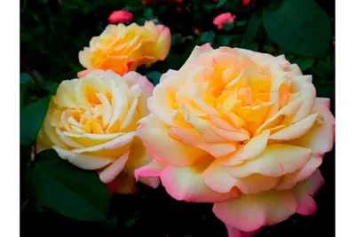Строптивая красавица - фотография розы глория дей