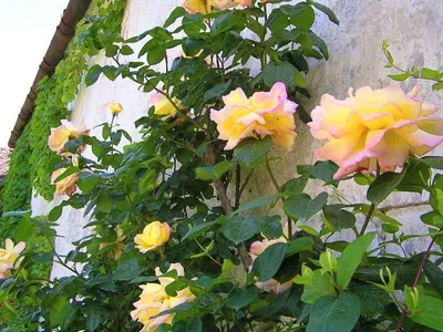Загрузить фото розы глория дей в формате WEBP