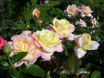 Красивая роза Глория в высоком разрешении (JPG)
