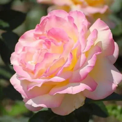 Впечатляющая фотография розы Глория в формате JPG