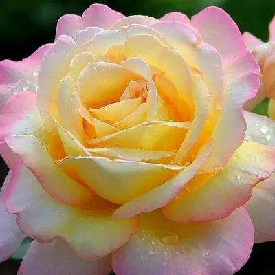 Картинка розы Глория в формате WebP для скачивания