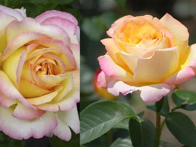 Прекрасное фото розы Глория в высоком разрешении (JPG)
