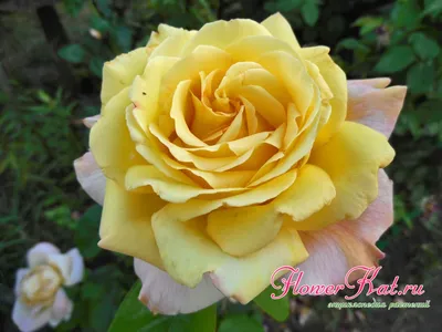 Изображение розы Глория с насыщенными красками (PNG)