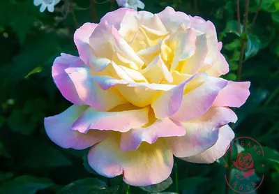 Фотография розы Глория в формате JPG для вашего выбора