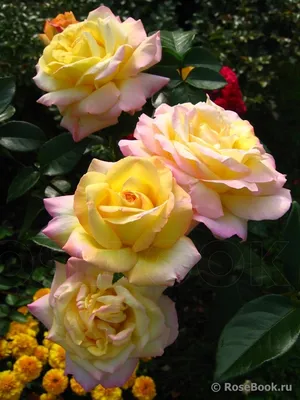 Уникальное изображение розы Глория с превосходным разрешением (PNG)