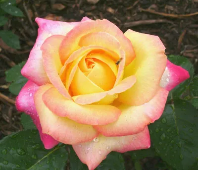 Фотография розы Глория с яркими цветами (JPG)