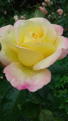 Фото розы Глория в формате PNG для скачивания