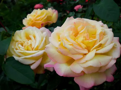 Изображение розы Глория в формате WebP с потрясающей четкостью