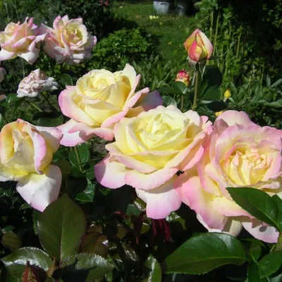 Восхитительная фотография розы Глория в формате JPG