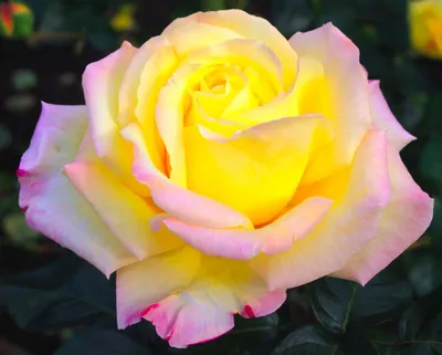 Фото розы Глория в формате PNG для вашего использования