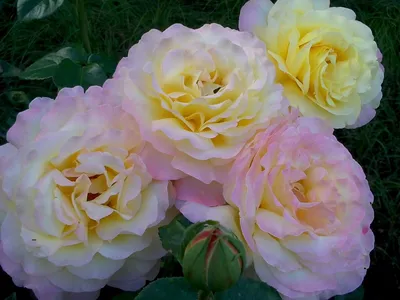 Завораживающее фото розы Глория в формате WebP (JPG)