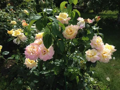 Фотография розы Глория с прекрасной цветовой гаммой (PNG)