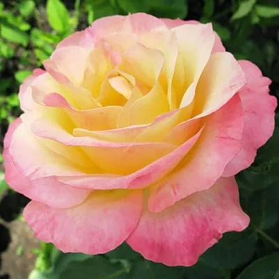 Фото розы Глория в формате JPG для скачивания и просмотра