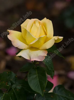 Изображение розы Глория в формате WebP с потрясающим качеством
