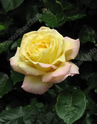 Макрофотография розы Глория с великолепной детализацией (JPG)