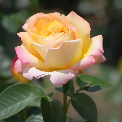 Великолепное фото розы Глория в формате JPG
