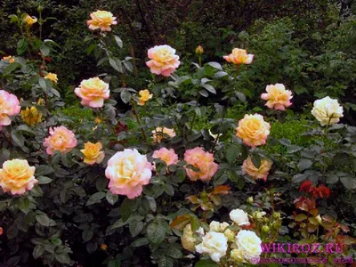Превосходное изображение розы Глория в формате WebP (JPG)