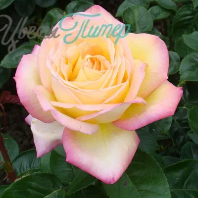 Фото розы Глория с яркими и насыщенными цветами (PNG)