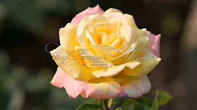 Бесподобное изображение розы Глория в формате WebP