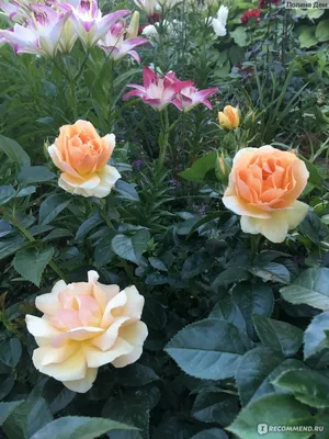 Фото розы Глория с потрясающей цветовой гаммой (PNG)