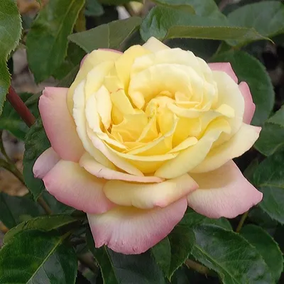 Изумительная фотография розы Глория в формате JPG