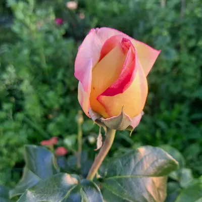 Обворожительное изображение розы Глория (PNG)
