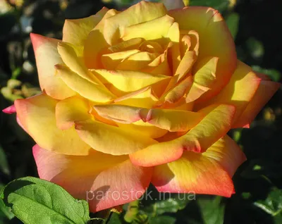 Эффектное фото розы Глория в формате JPG