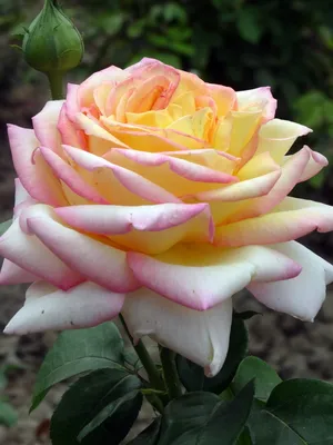 Фотография розы Глория в формате WebP с потрясающей четкостью