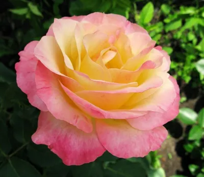 Яркое изображение розы Глория для вашего просмотра (PNG)