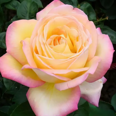 Красивая роза Глория на фото (PNG)