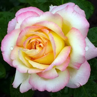 Фото розы Глория с прекрасным разрешением (JPG)