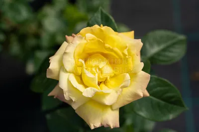 Замечательное изображение розы Глория для скачивания (WebP)