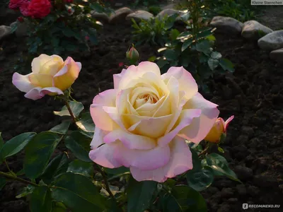 Впечатляющая фотография розы Глория с насыщенными цветами (PNG)