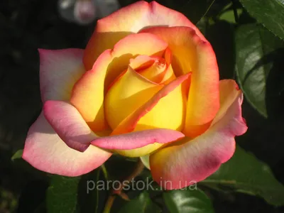 Фото розы Глория в формате JPG для вашего просмотра