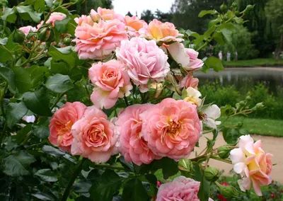 Фотография красивой розы Глория в высоком разрешении (JPG)