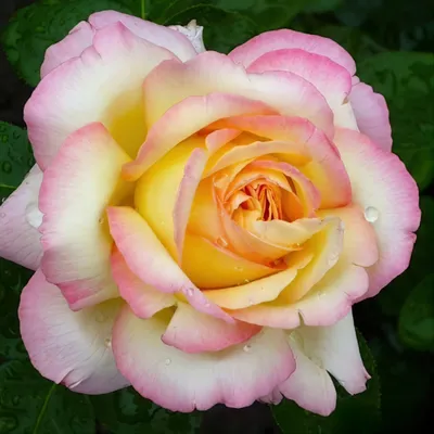 Изображение розы Глория с прекрасной детализацией (PNG)