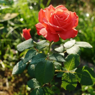 Фото розы голд перл штейн с возможностью выбора размера