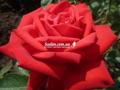 Фотка розы голд перл штейн - выбирайте размер