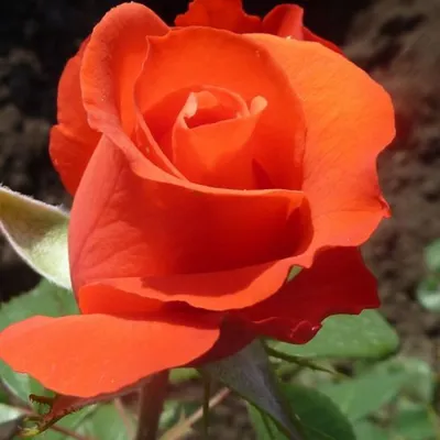 Фотография розы голд перл штейн с возможностью скачать в png
