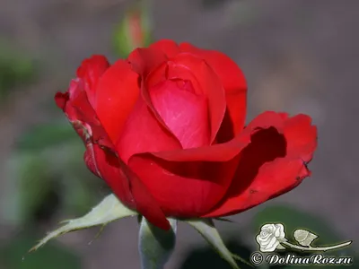 Изображение розы голд перл штейн в формате webp для вашего сайта