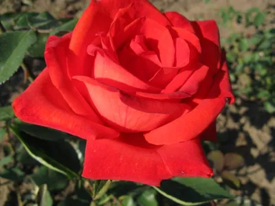 Впечатляющая роза голд перл штейн на ваш выбор